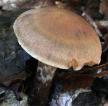 image of mushrooms