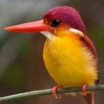 image of rufous_kingfisher #26