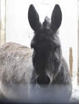 image of animal