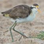 image of bird