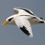 image of bird