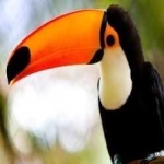 image of bird