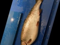 image of fish
