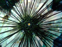 image of sea_urchin #3