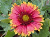 image of flower