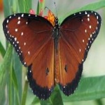 image of animal