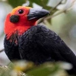 image of bird