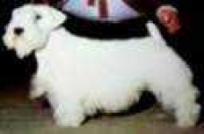 image of sealyham_terrier #26