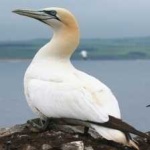 image of bird