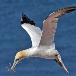 image of northern_gannet