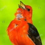 image of bird