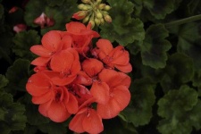 image of flower