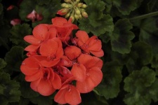 image of geranium #11