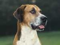 image of english_foxhound