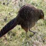 image of pheasant #10