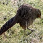 image of bird