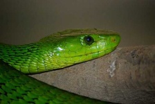 image of green_mamba