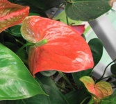 image of flower