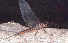 image of mayfly