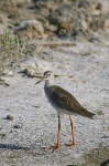 image of redshank