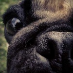 image of dog_nose
