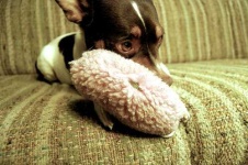 image of toy_terrier