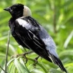 image of bird