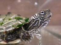 image of animal
