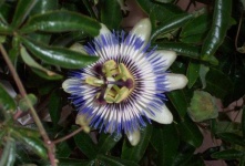 image of passion_flower #7