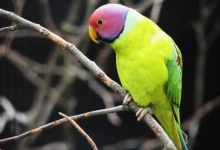 image of parakeet