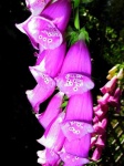 image of flower