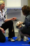 image of irish_terrier