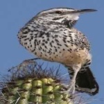 image of bird