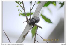 image of rhinoceros_beetle