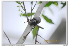 image of rhinoceros_beetle #22