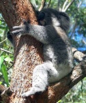 image of koala #5