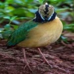 image of indian_pitta #12