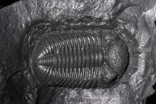 image of trilobite