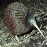 image of bird