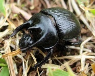 image of dung_beetle
