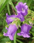 image of flower