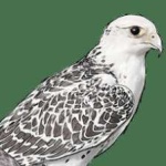 image of bird