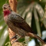 image of spangled_cotinga