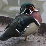 image of bird