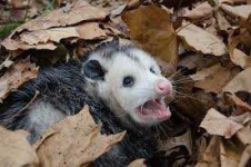 image of animal