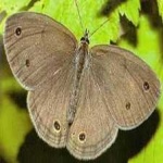 image of animal