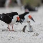 image of bird
