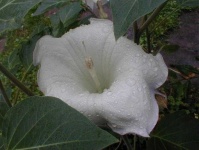 image of flower
