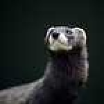 image of polecat