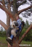 image of old_english_sheepdog #3